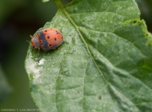 <i>A. foveicollis</i> sur feuille de morelle noire.