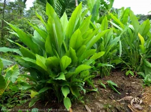 Plants de curcuma