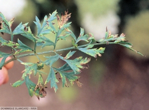 Alternaria dauci carotte