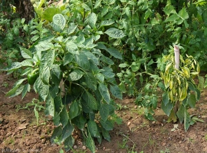 Phytoplasma-Poivron2