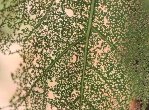 Détail du limbe d'une feuille d'aubergine criblé par un  <i>Epitrix</i> spp., celui-ci a l'apparence d'une dentelle. 