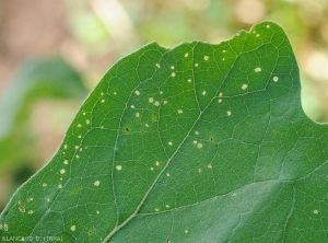 Détail des petites perforations du limbe occasionnées par un <i>Epitrix</i> sp. sur feuille d'aubergine.