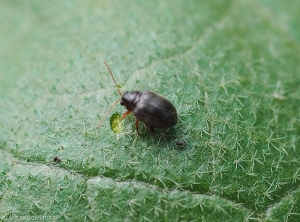 Détail d'un adulte d'<i>Epitrix </i> sp.  observé à Mayotte sur aubergine.