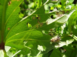 Le parenchyme du limbe a été grignoté superficiellement par des jeunes stades larvaires d'<b><i>Aspidimorpha quinquefasciata</i></b>, ceci sous une feuille de patate douce.  (casside de la patate douce)