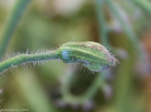 Cette fleur de tomate montre un calice hypertrophié lui conférant l'aspect d'une outre. <b><i>Candidatus</i> Phytoplasma solani</b> (stolbur)