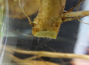 Au aspect d'un « test du verre d'eau » permettant de faire exsuder des filés bactériens visqueux à partir des vaisseaux d'une tige de pomme de terre. (<i>Ralstonia solanacearum</i> - Flétrissement bactérien)