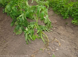 Sur ce pied de pomme de terre, les folioles de certaines feuilles sont enroulées, sur la feuille la plus basse, elles sont flétries voire desséchées. <i><b>Ralstonia solanacearum</i></b> (flétrissement bactérien)