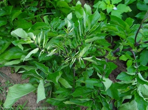 Les folioles sont particulièrement enroulées sur ce pied de pomme de terre affecté par <b><i>Candidatus</i> Phytoplasma solani</b>. (stolbur)