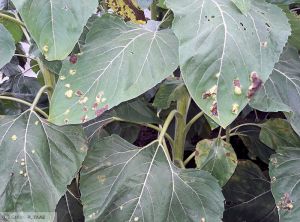 Albugo tragopogonis Tournesol feuille