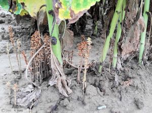 Orobanche Tournesol