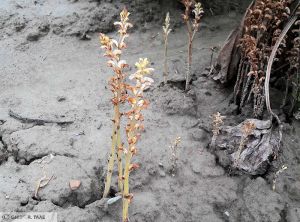 Orobanche Tournesol