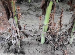 Orobanche Tournesol