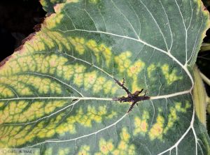 Phoma Tournesol