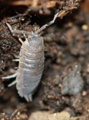 Porcellio scaber