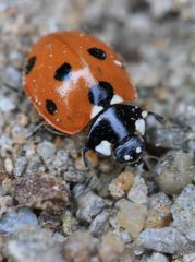 Coccinella septempunctata