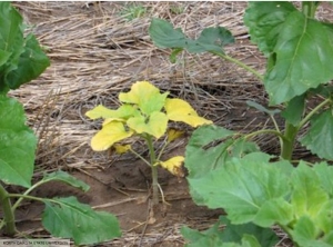 Pseudomonas syringae pv tagetis (Tournesol)