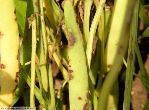 Xanthomonas axonopodis pv. phaseoli haricot