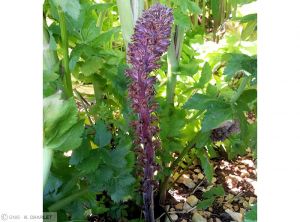 Orobanche panais