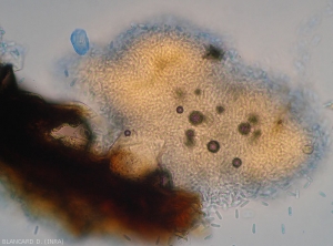 Colletotrichum11