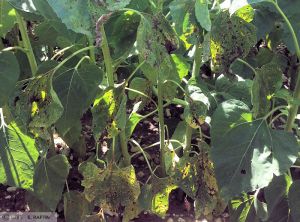 Alternaria helianthi tournesol feuille