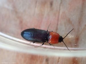 cardiophorus-gramineus