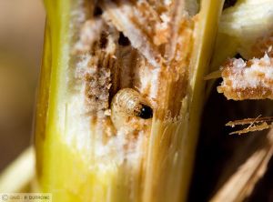 Ostrinia nubilalis (pyrale) maïs