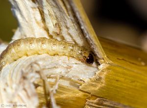 Ostrinia nubilalis (pyrale) maïs