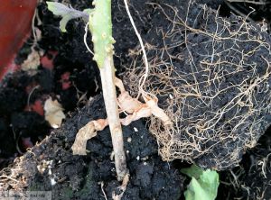 Phytophthora infestans tomate