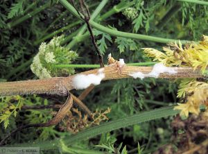 Sclerotinia sclerotiorum Carotte