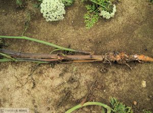 Sclerotinia sclerotiorum Carotte