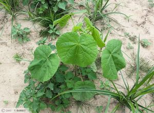 Abutilon