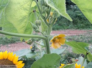 Abutilon