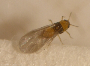 Phylloxera22