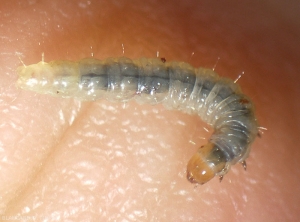 La chenille de <i><b>Lobesia botrana </b></i> (eudemis) a la tête et le thorax brun-jaune.