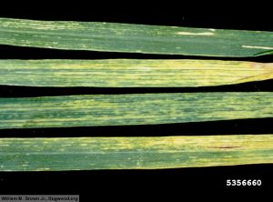 Wheat mosaic virus (WMoV) blé