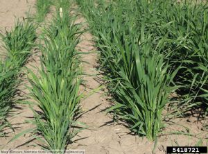 Wheat streak mosaic virus (WSMV) blé