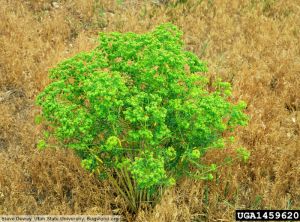 Euphorbia esula