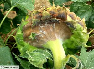 Botrytis cinerea tournesol