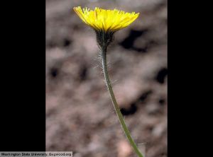 Pilosella officinarum