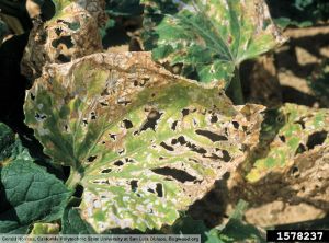 Pseudomonas syringae pv. lachrymans concombre