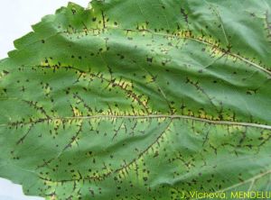 Pseudomonas syringae pv. helianthi tounesol