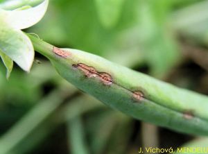 Didymella pisi pois