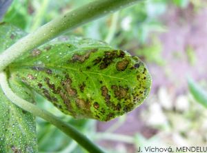 Ascochyta pinodes pois