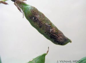 Ascochyta pinodes pois