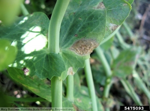 Septoria pisi pois