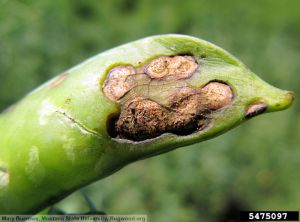 Septoria pisi pois