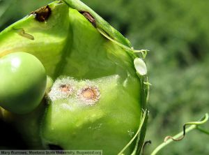 Septoria pisi pois