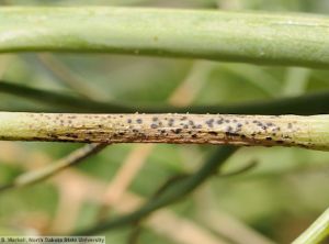 Septoria pisi pois