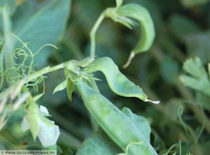 Pea enation mosaic virus (PEMV) pois