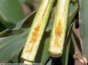 Clavibacter michiganensis subsp. nebraskensis maïs